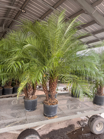 Roebelenii palm, Pygmy Date Palm, 14” pot