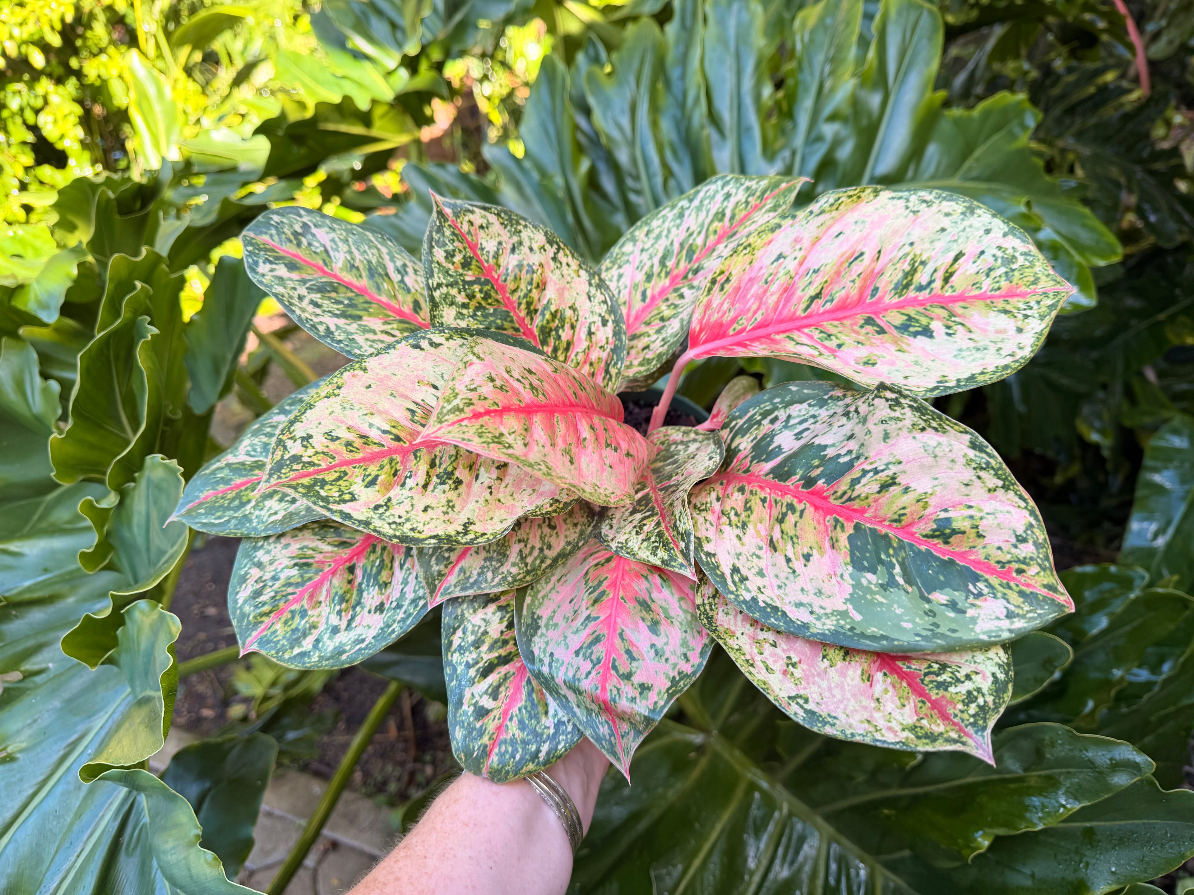 Aglaonema Crosbys Christmas, 6” pot