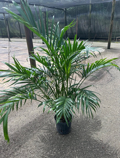 Cat palm, 10” pot Chamadorea cataractarum