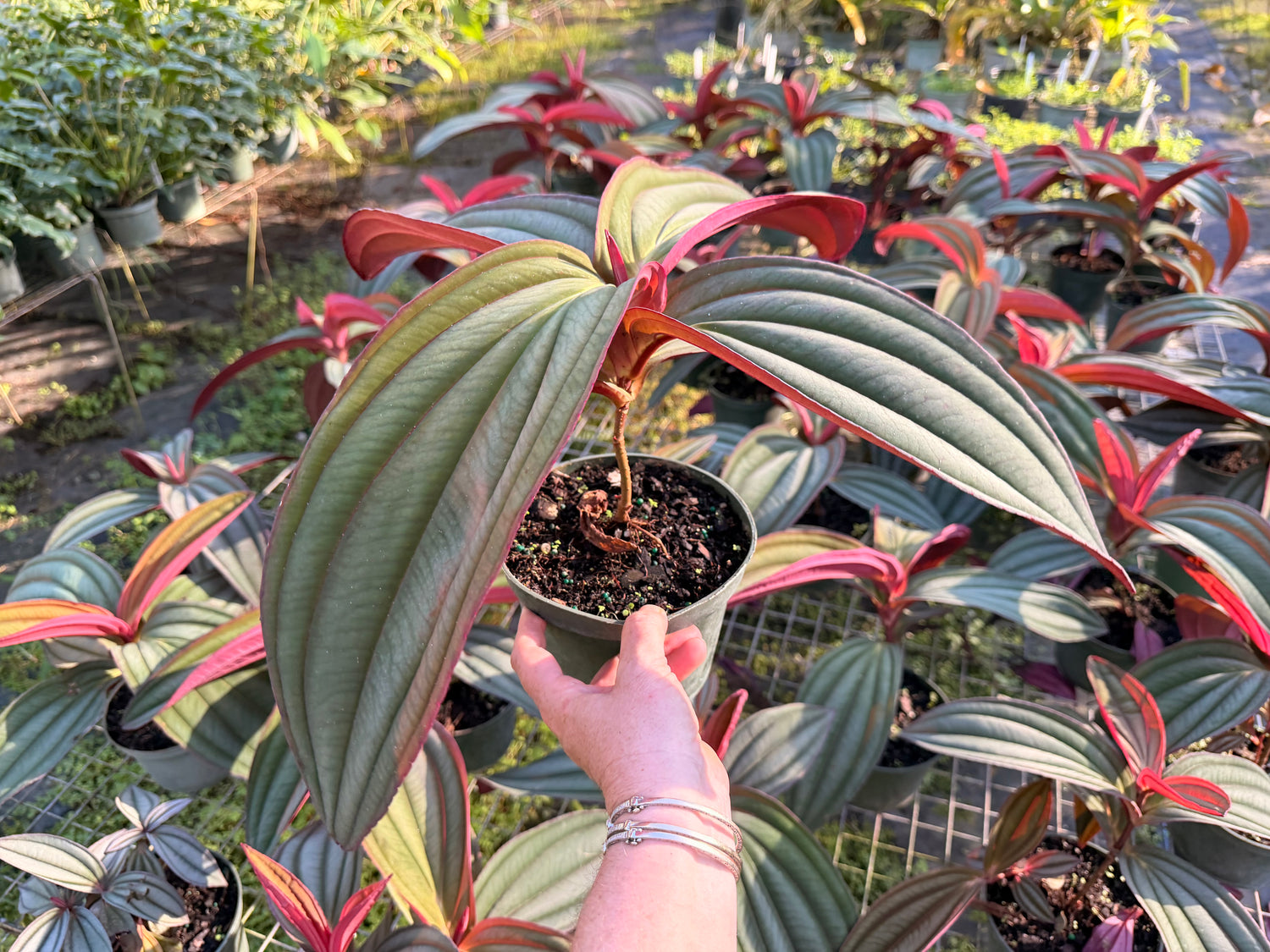 Medinilla Gregori Hambali, 6” pot