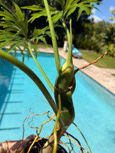 Load image into Gallery viewer, Philodendron Warscewiczii, Snowflake, 6” pot. Ready for 8” pot. Actual plant