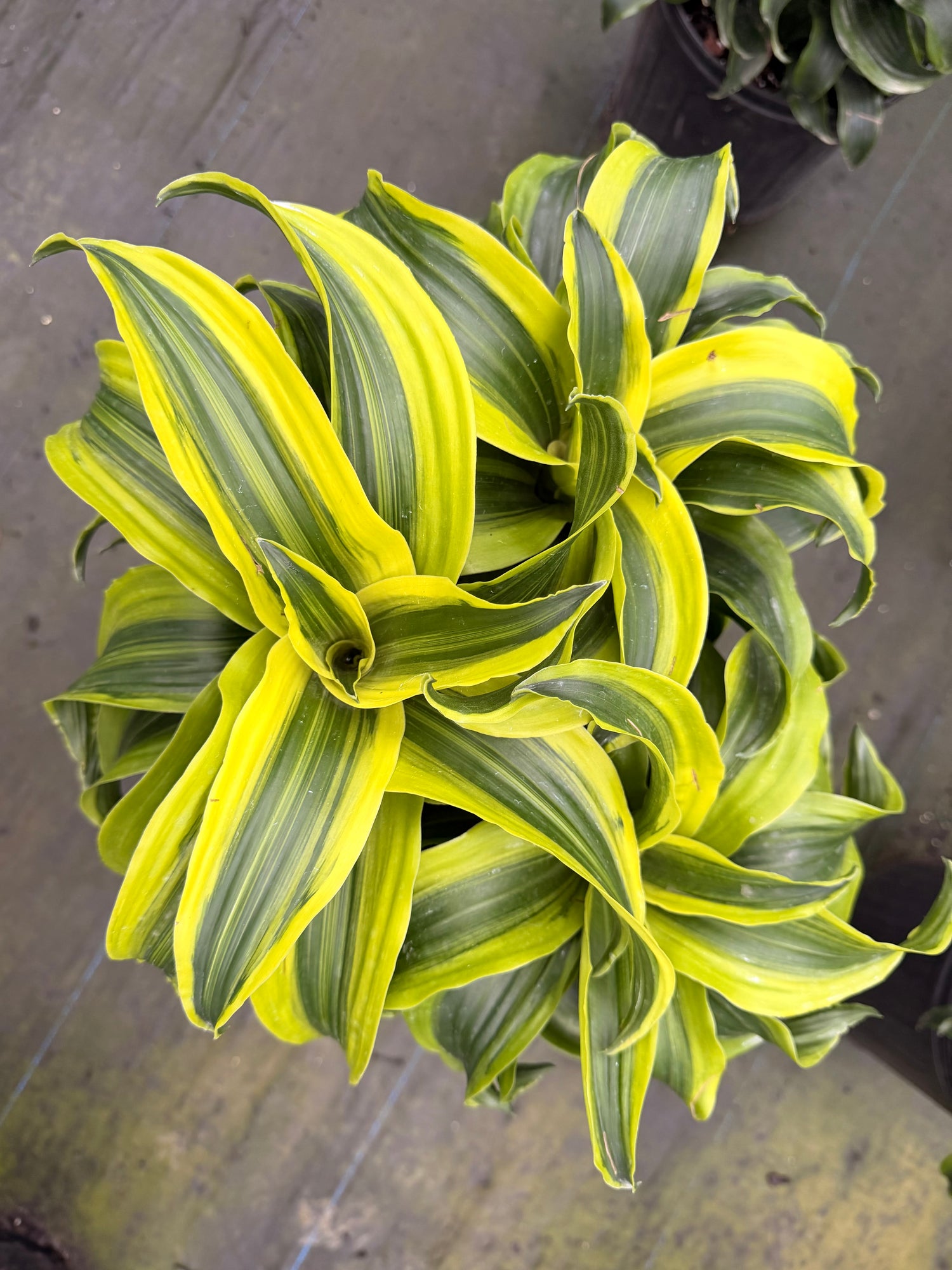 Dracaena Tornado, 10” pot