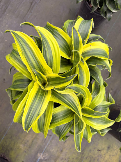 Dracaena Tornado, 10” pot