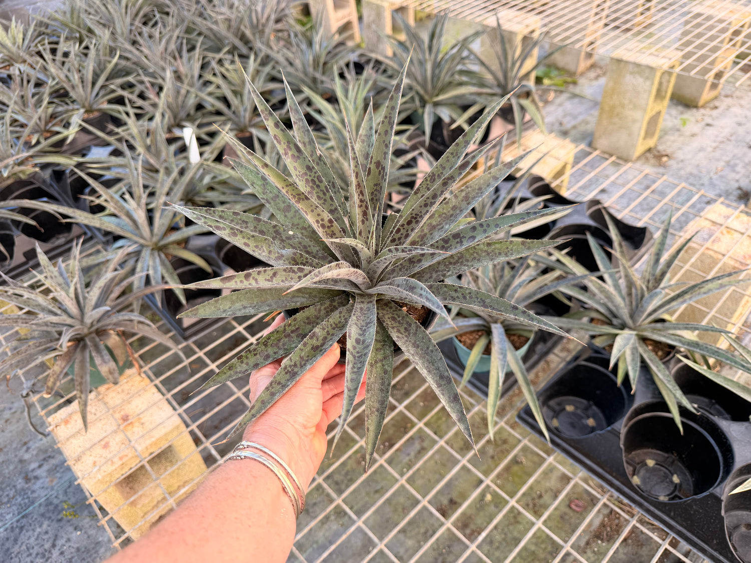 Mangave Pineapple Express, 6” pot