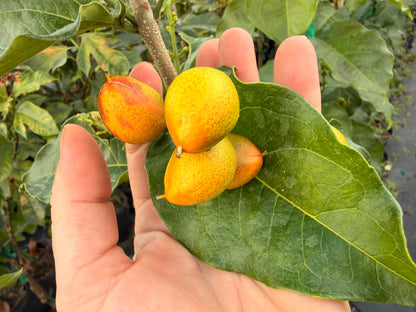 Peanut Butter tree, 10” pot - Bunchosia argentea