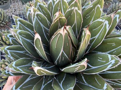 Agave victoria-reginae ‘Porcupine’, 8” pot
