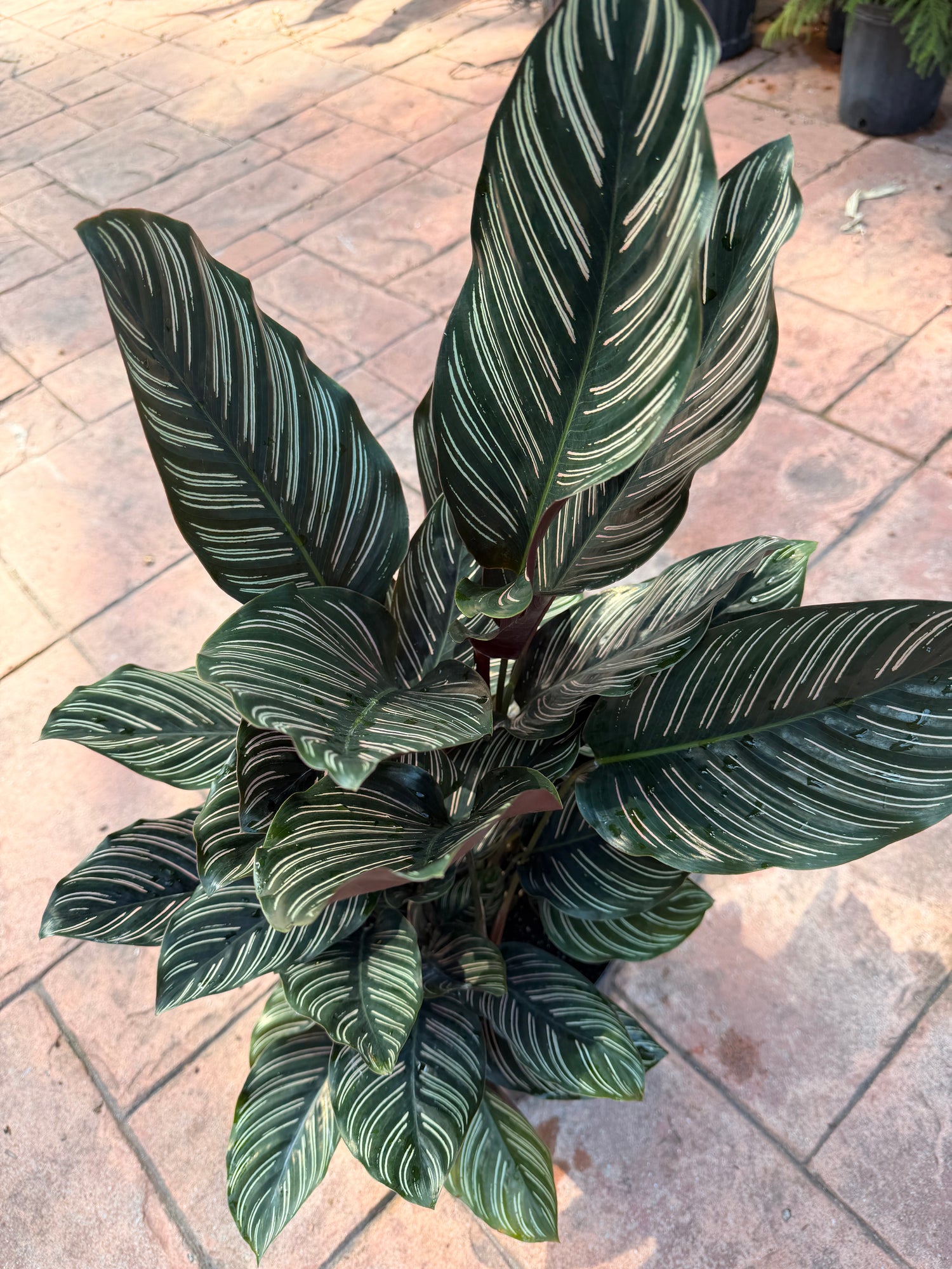 Calathea Ornata, 10” pot
