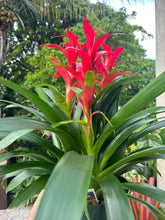 Load image into Gallery viewer, Guzmania planting, 8” pot. 3 plants per pot All red