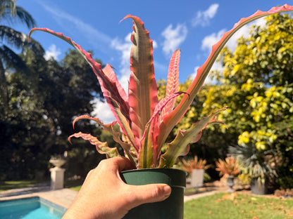 Cryptanthus Elaine, 5” pot
