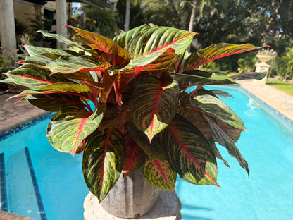 Aglaonema Rubi, 10&quot; pot