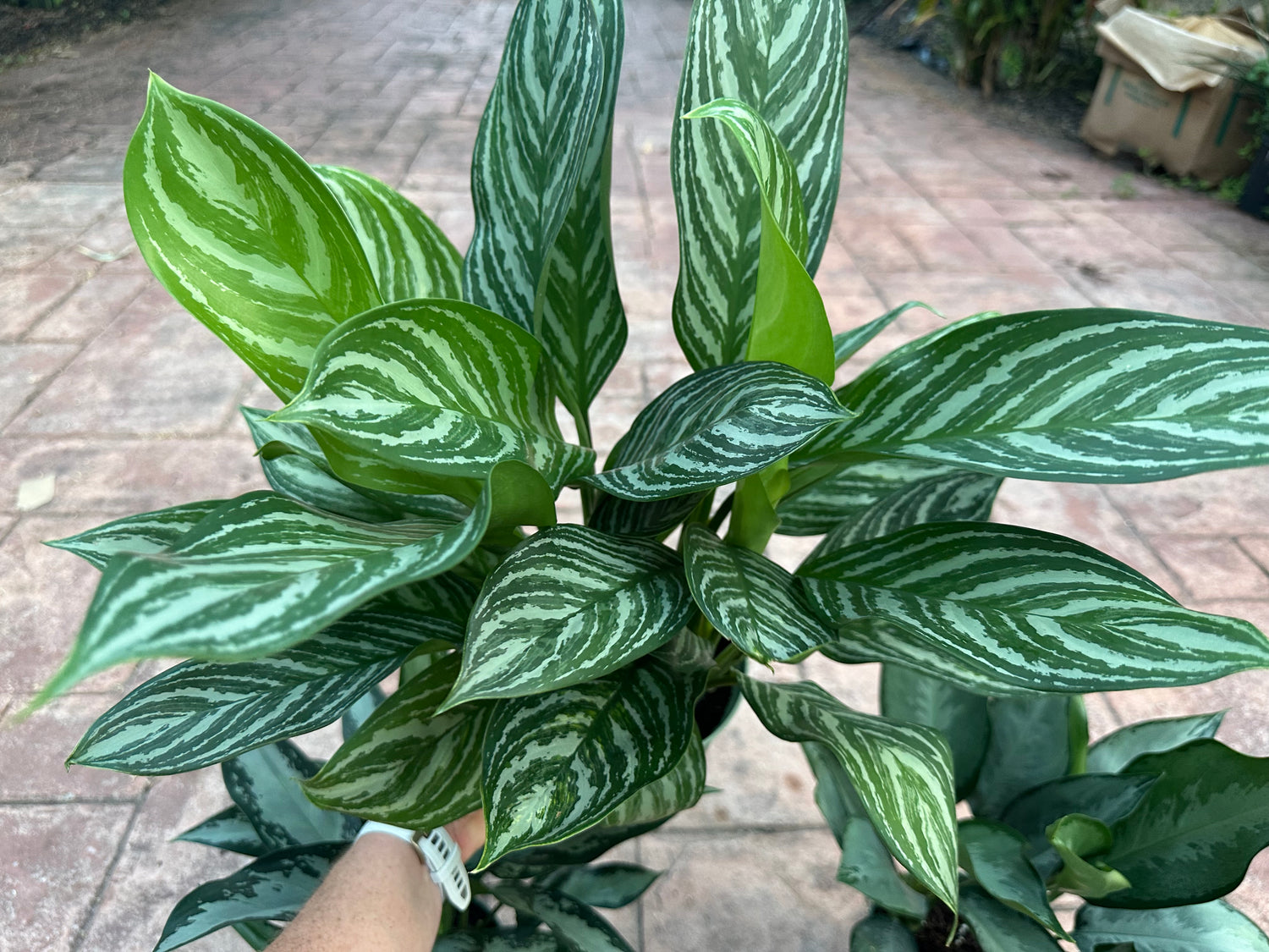 Aglaonema Stripes, 6” pot