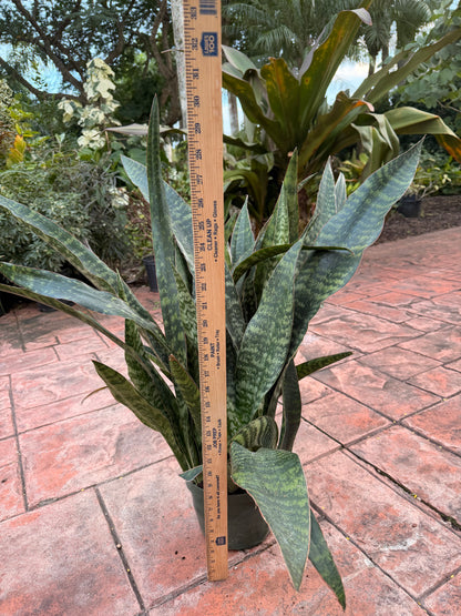 Sansevieria Jaboa, 8” pot Ships GROUND