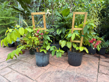 Load image into Gallery viewer, Double Rangoon Creeper, 10” pot Vine on trellis