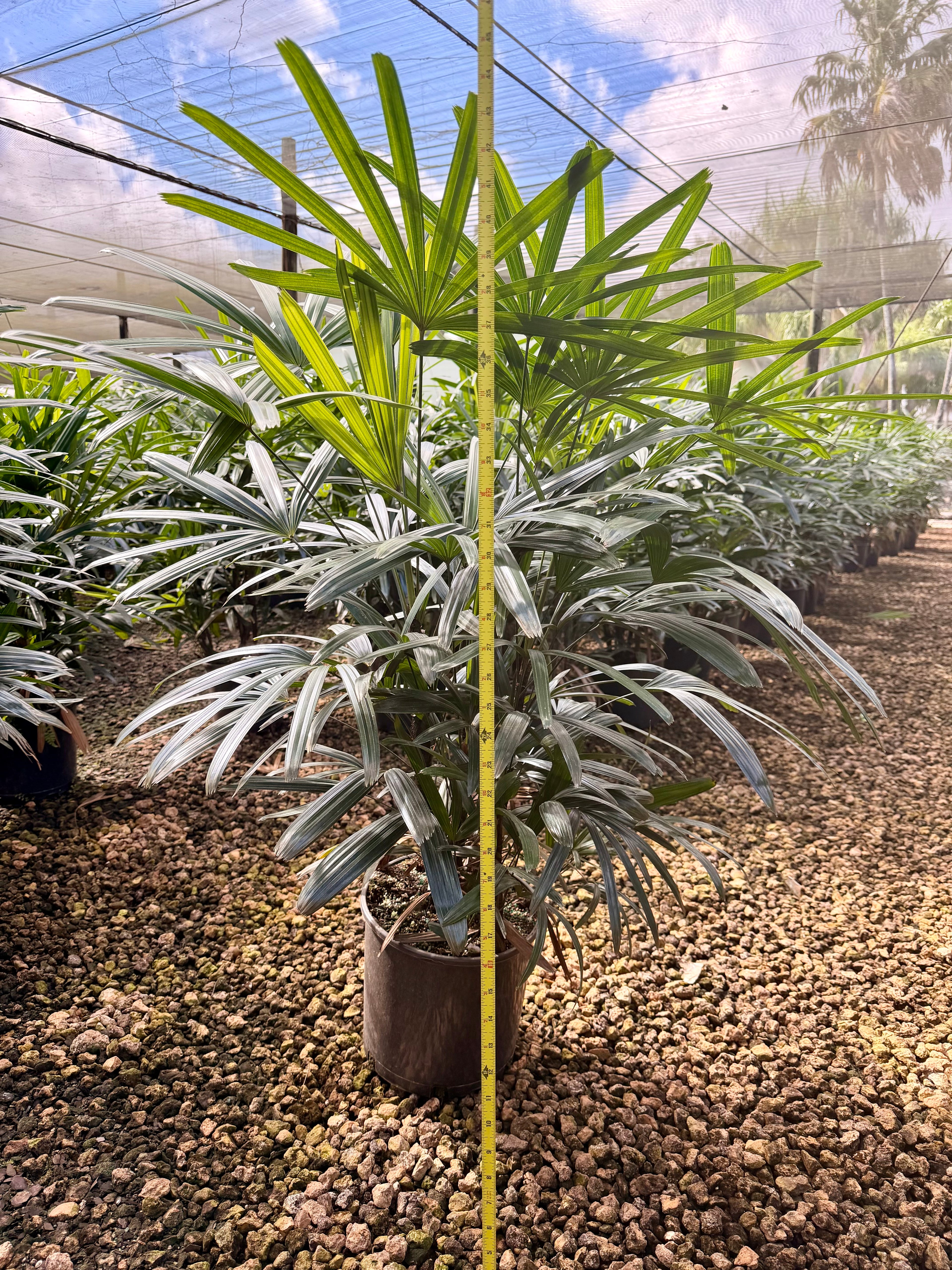 Rhapis palm, 10” pot - Lady palm