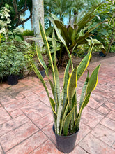 Load image into Gallery viewer, Sansevieria Silver King, Silver Laurentii, 10” pot