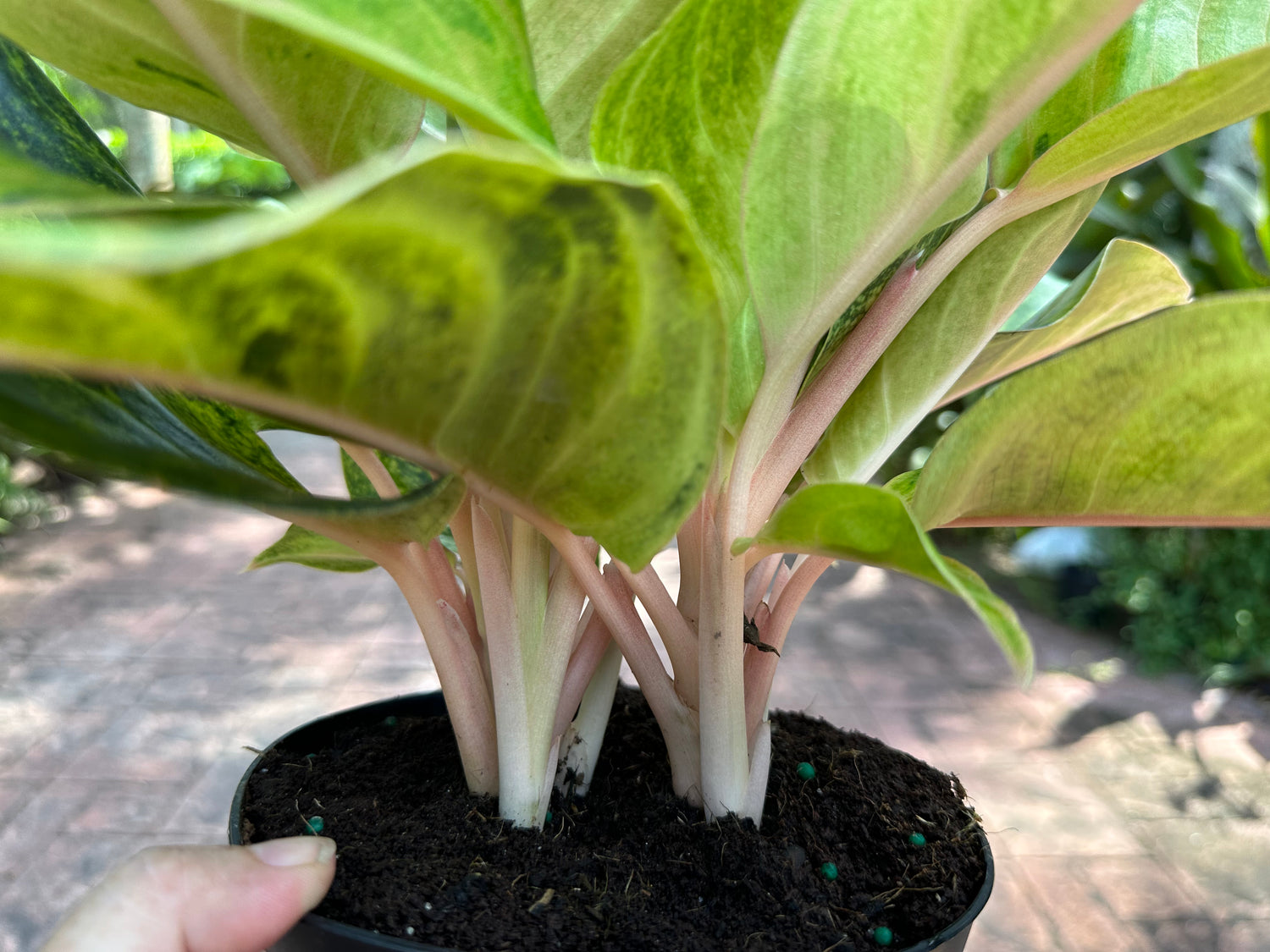 aglaonema golden fluorite care Aglaonema Golden Flourite, 6” pot – Green Millennium