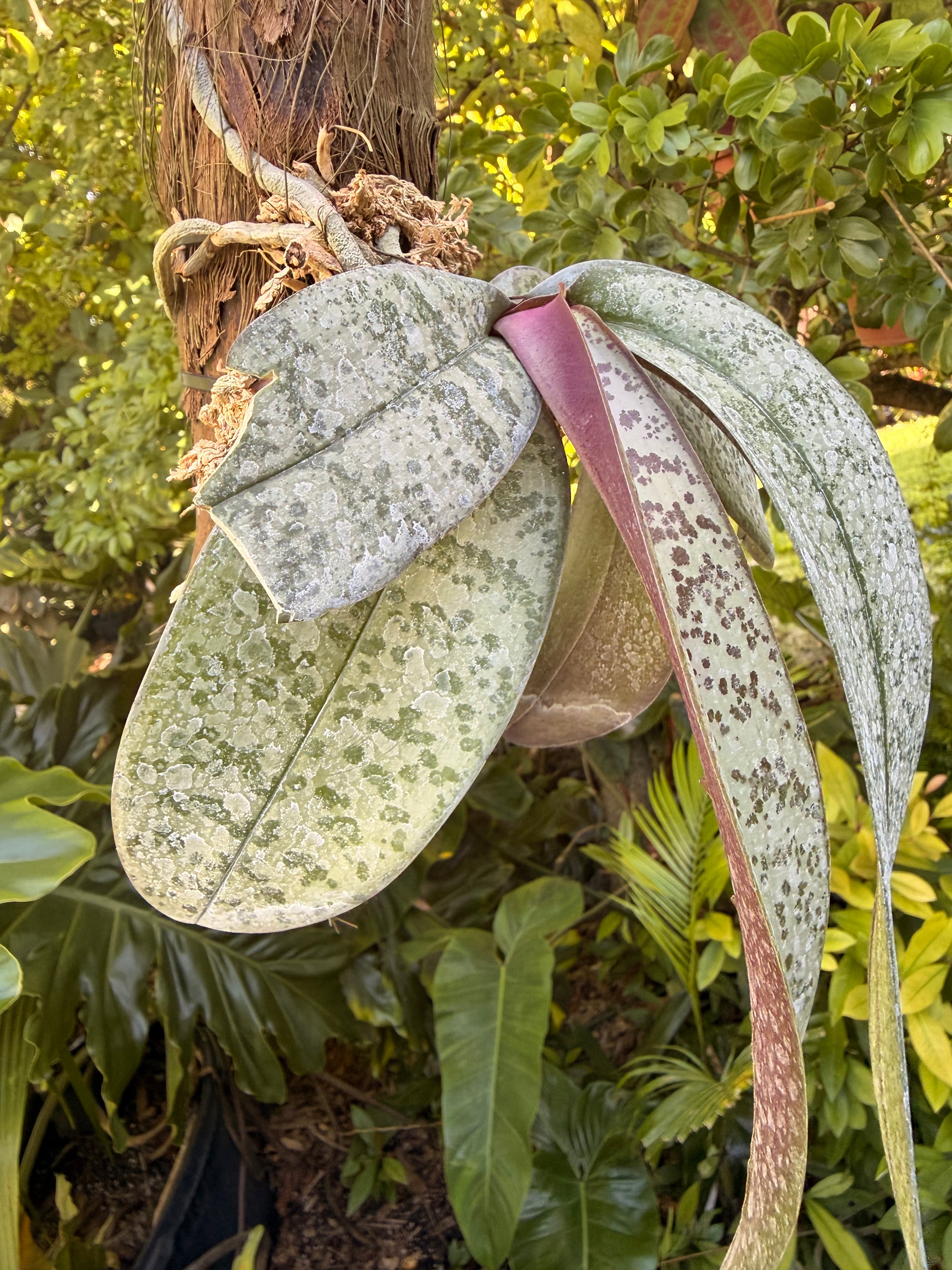 Mounted Phalaenopsis schilleriana