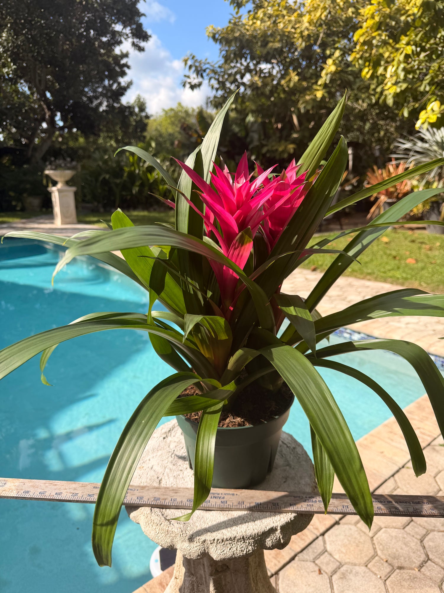 Guzmania planting, 8” pot. 3 deep pink plants per pot