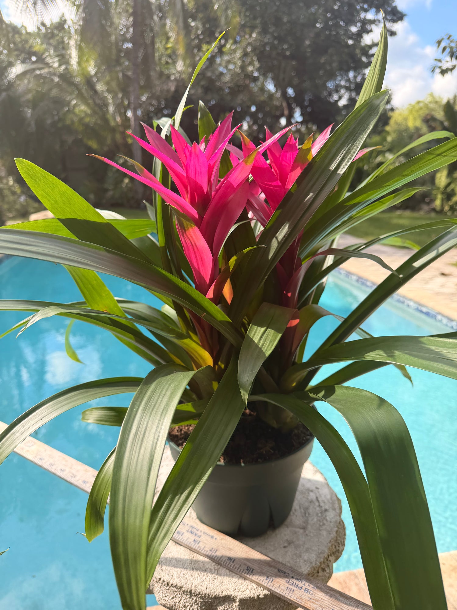 Guzmania planting, 8” pot. 3 deep pink plants per pot