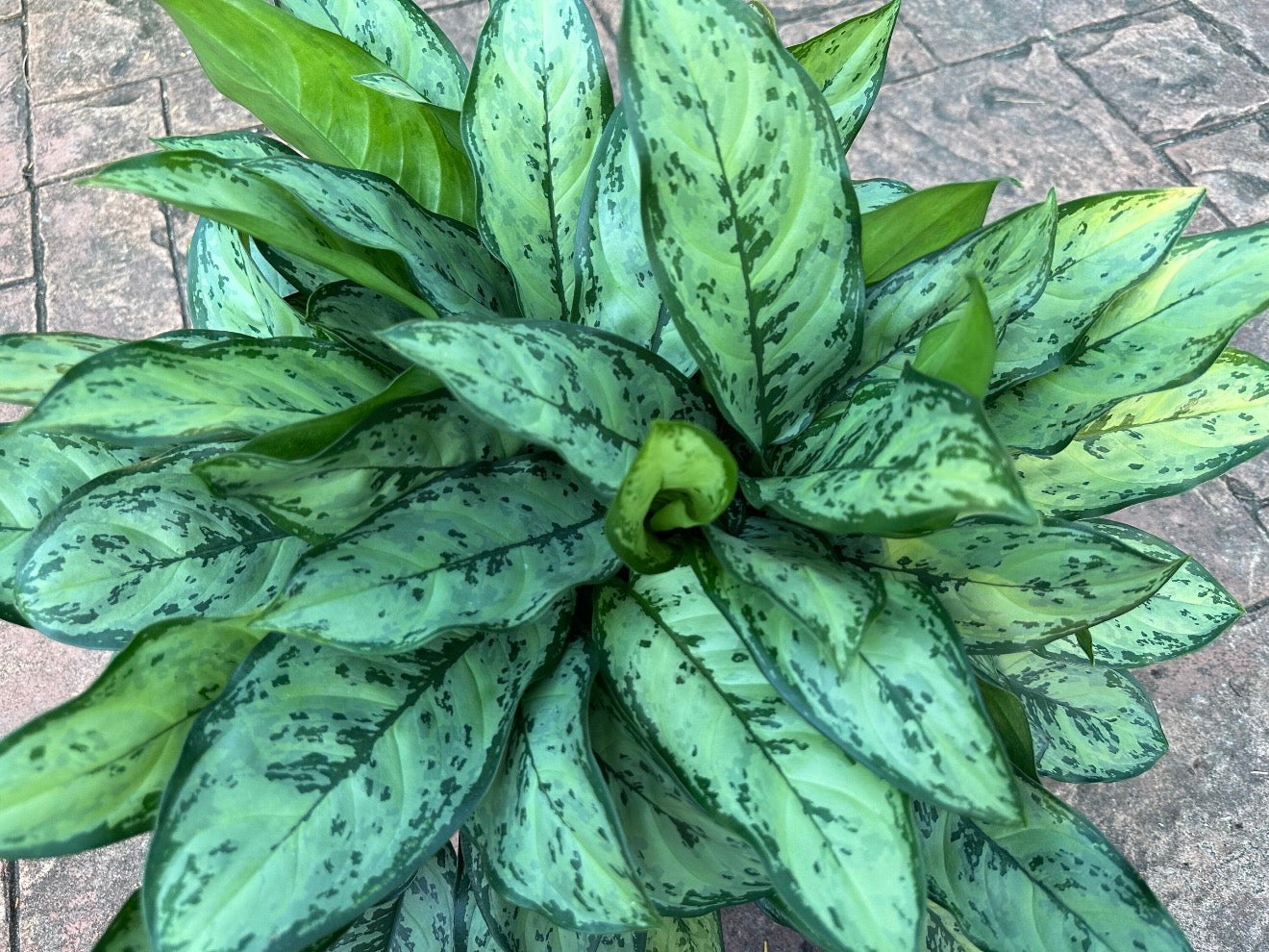 Aglaonema Mi Primo, 10” pot