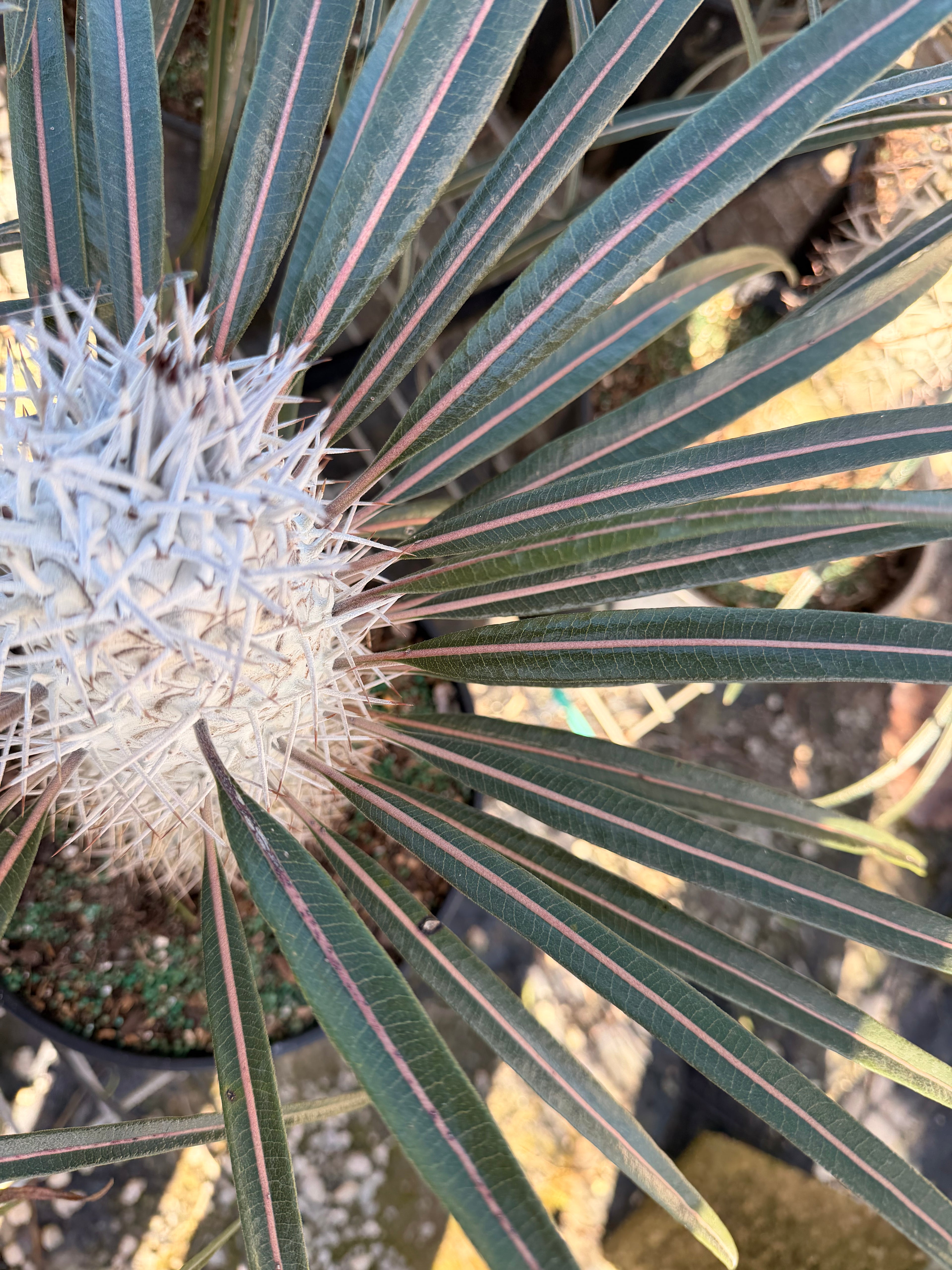 Madagascar palm, 10” pot - Pachypodium geayi