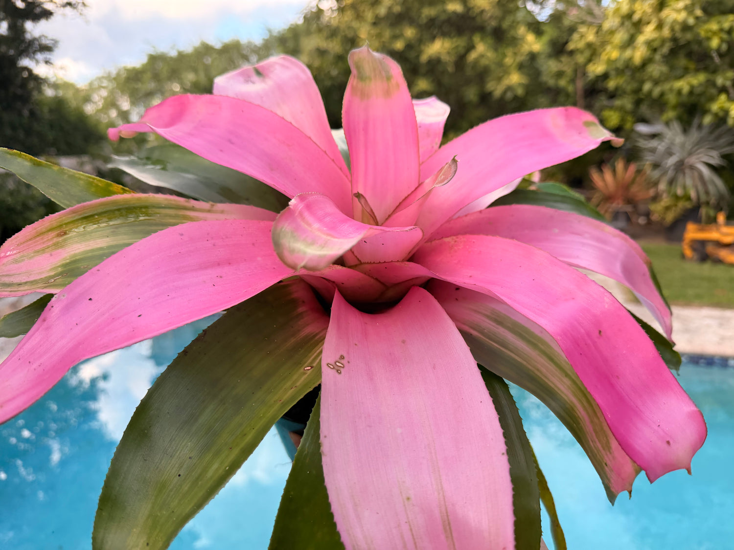 Neoregelia Cotton Candy, 6” pot