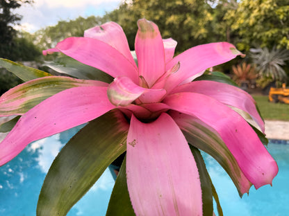 Neoregelia Cotton Candy, 6” pot
