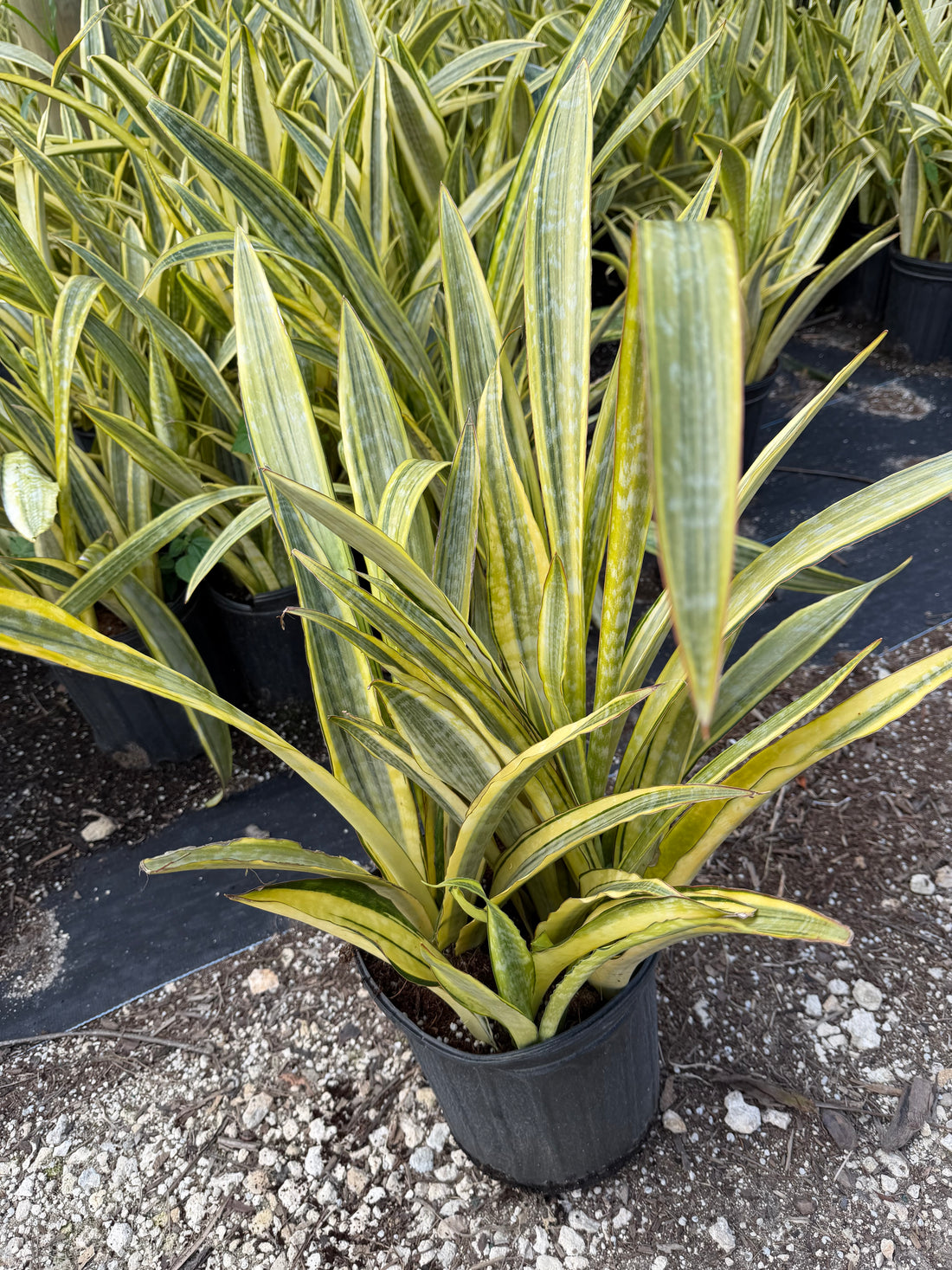 Sansevieria Lauren, 10” pot - ships GROUND