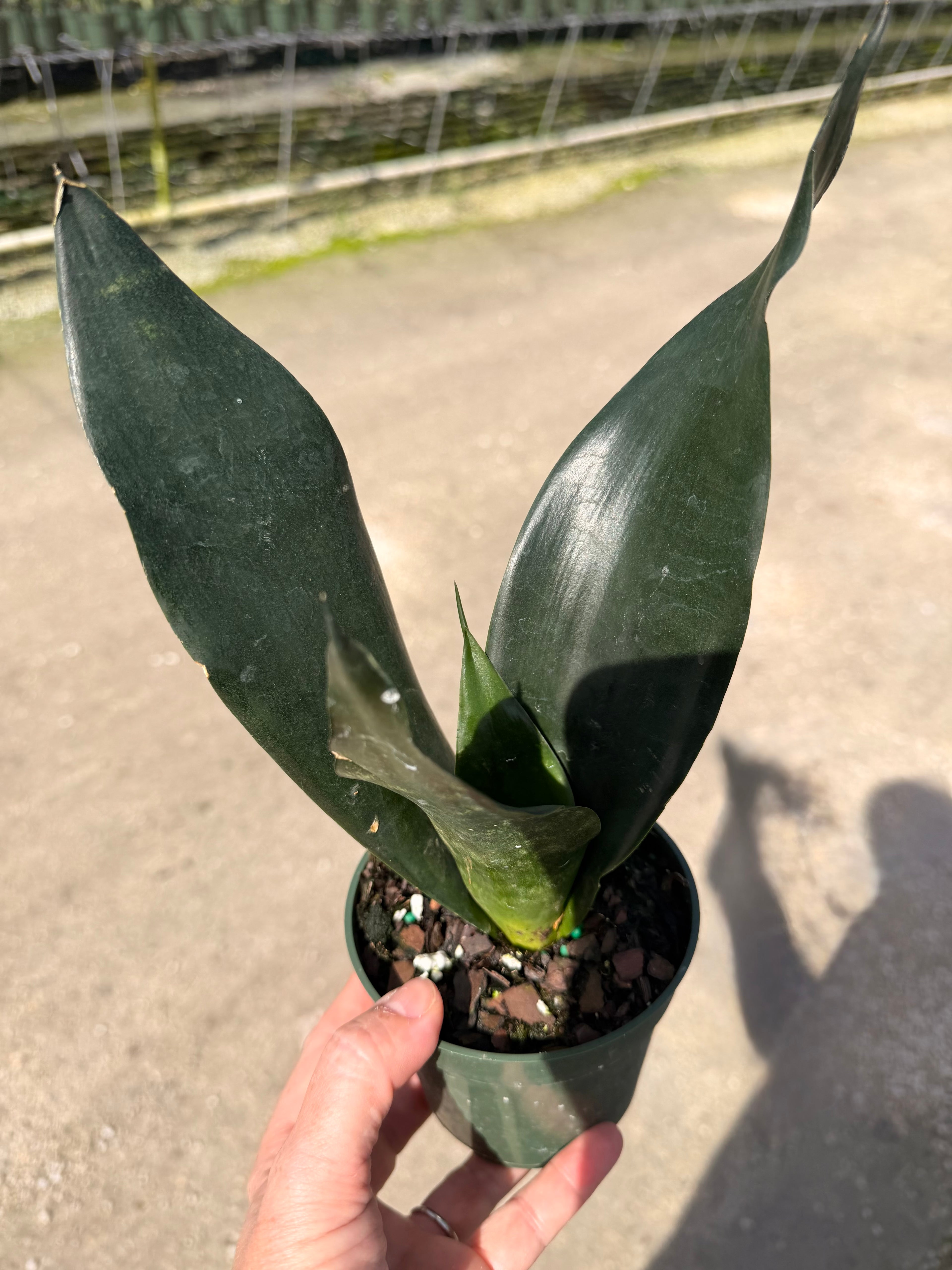 Sansevieria Starter pack A