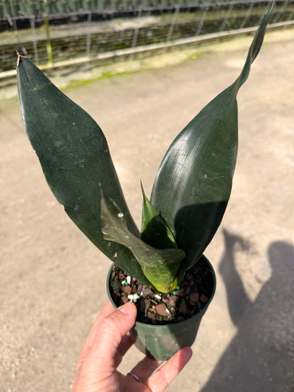 Sansevieria Starter pack A