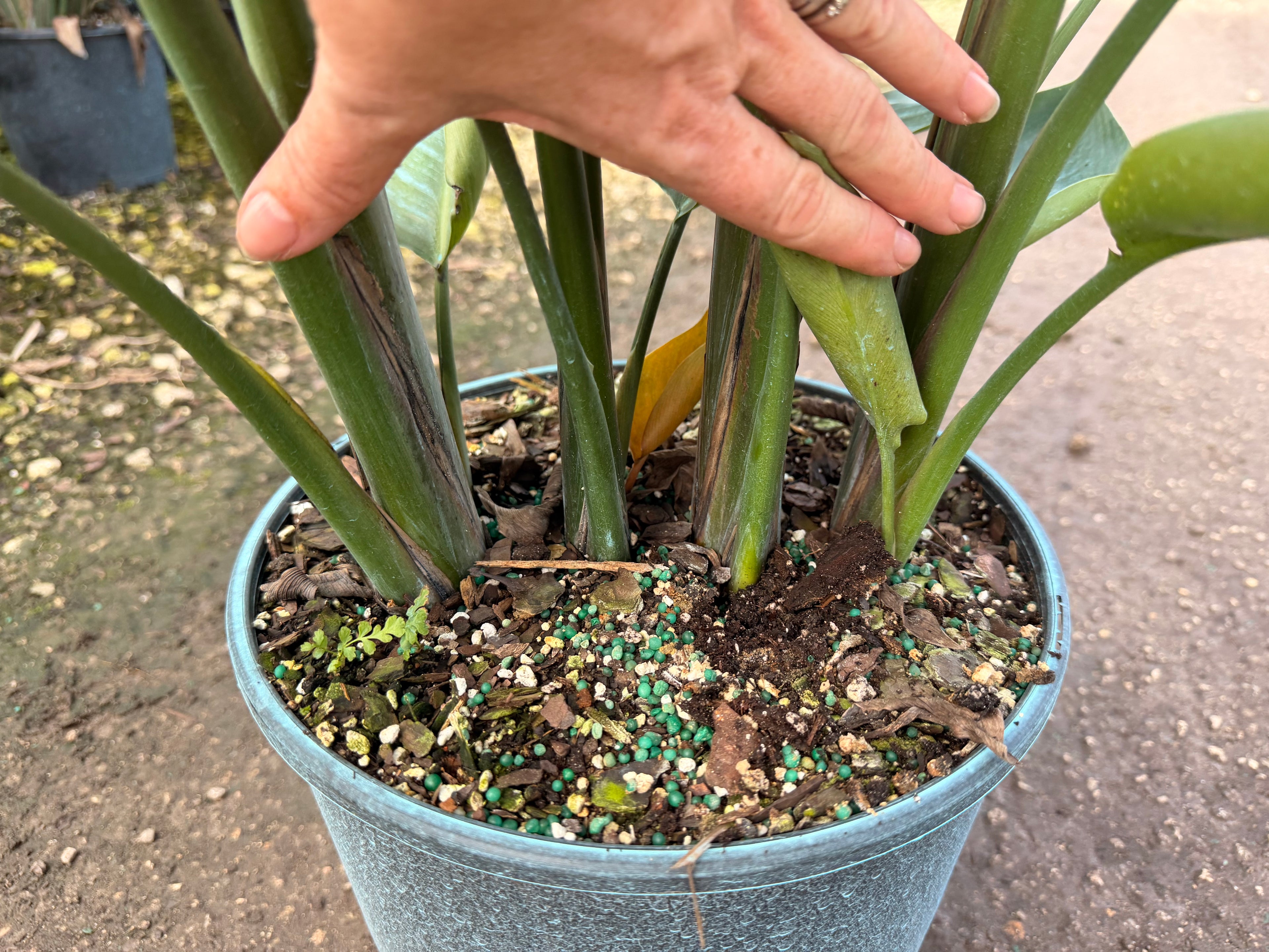 White Bird of Paradise, 60” box