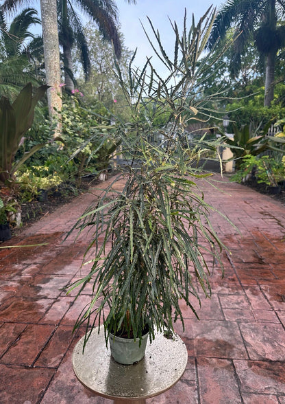 False Aralia, 6” pot Tall
