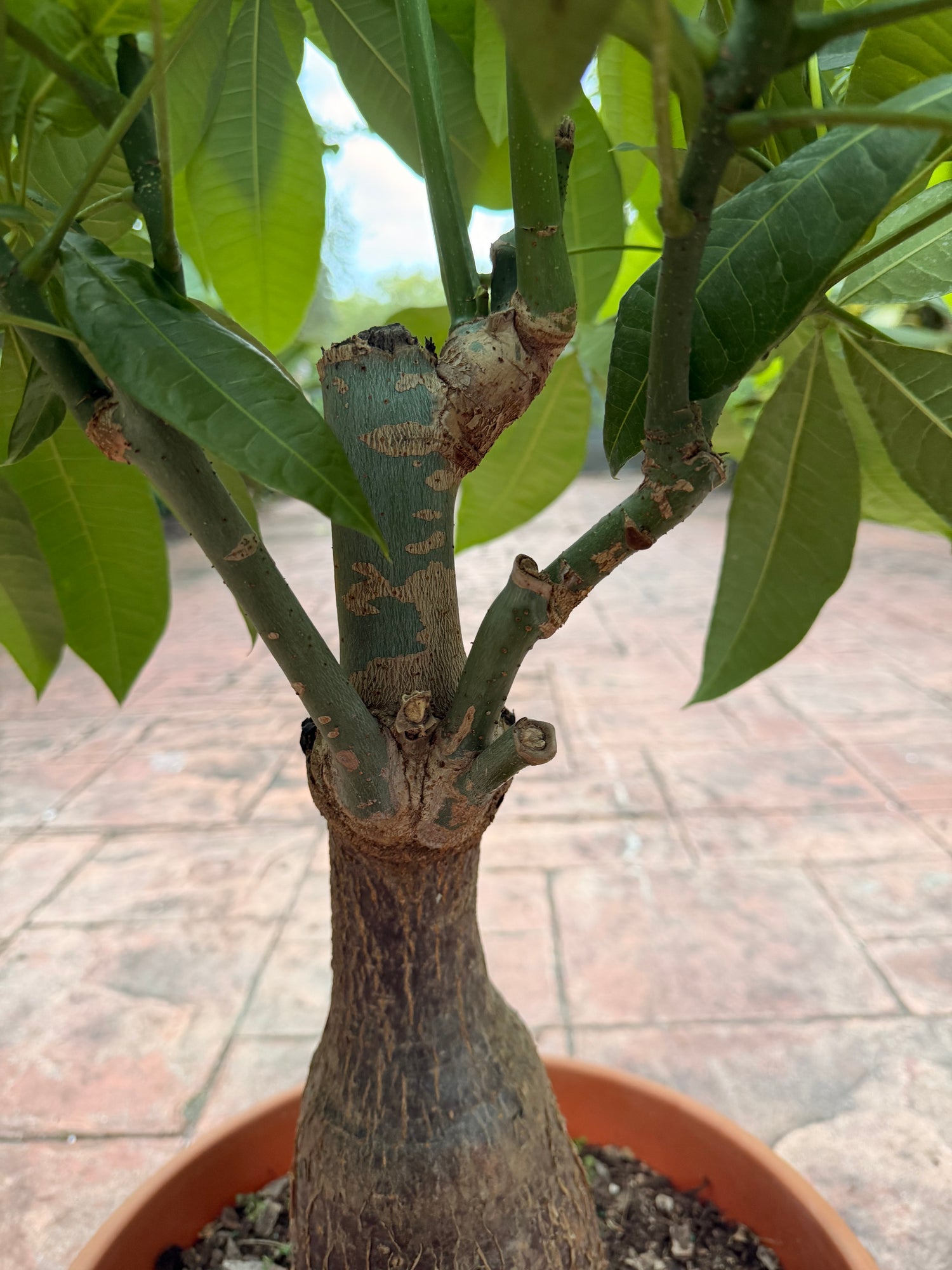 Money tree, thick short trunk, 14” pot