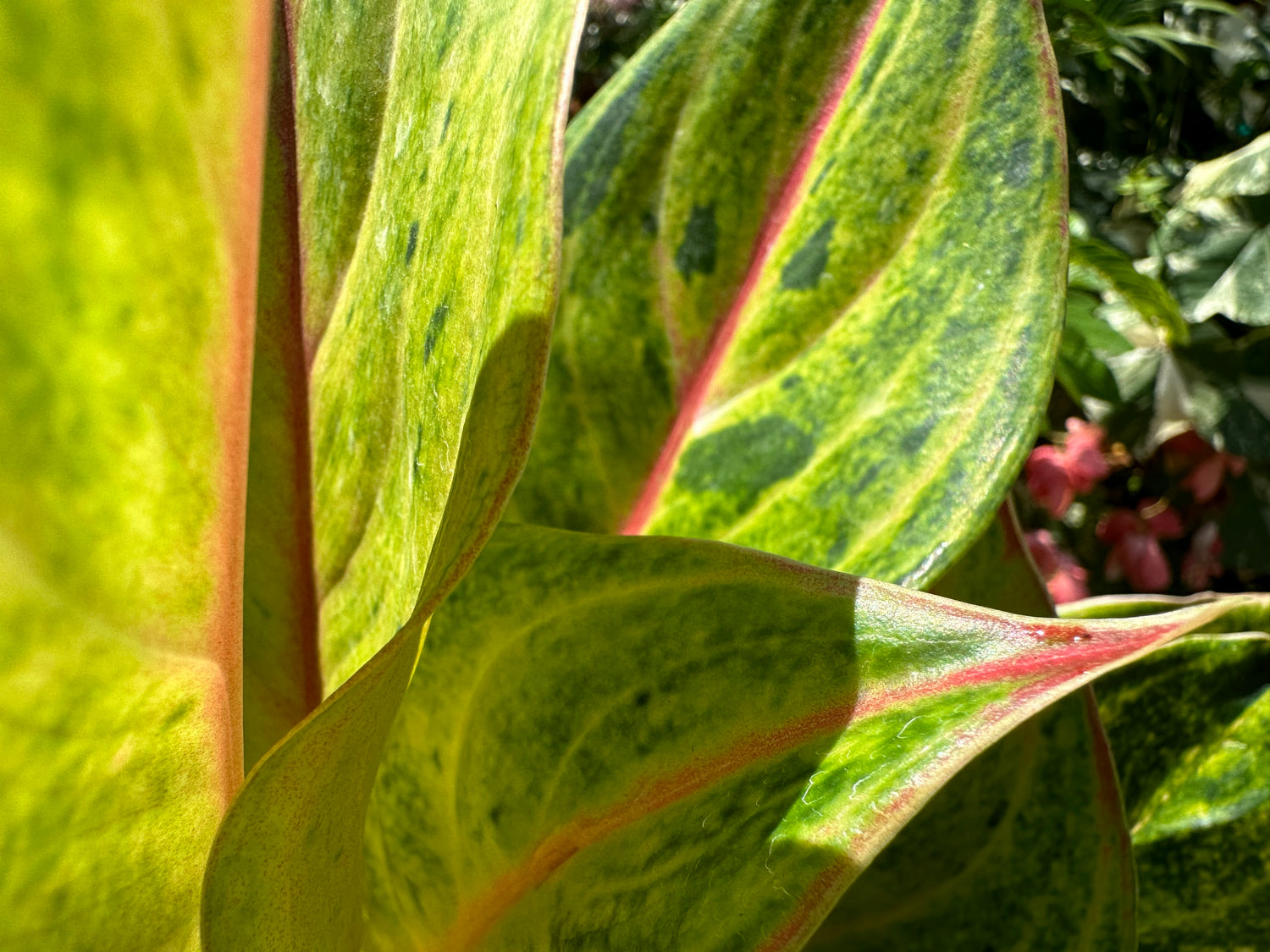 aglaonema golden fluorite Aglaonema Golden Flourite, 6” pot – Green Millennium