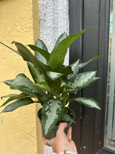 Load image into Gallery viewer, Aglaonema Jubilee, 6” pot