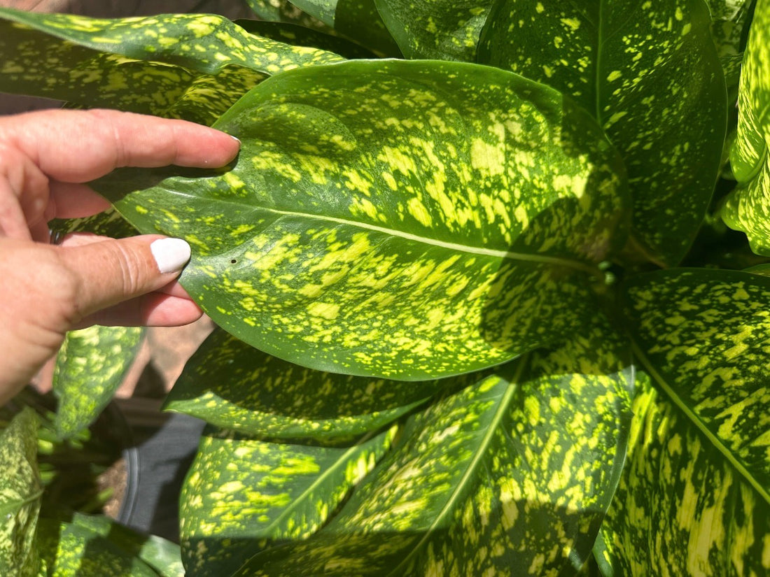 Aglaonema Lumina, 10” pot
