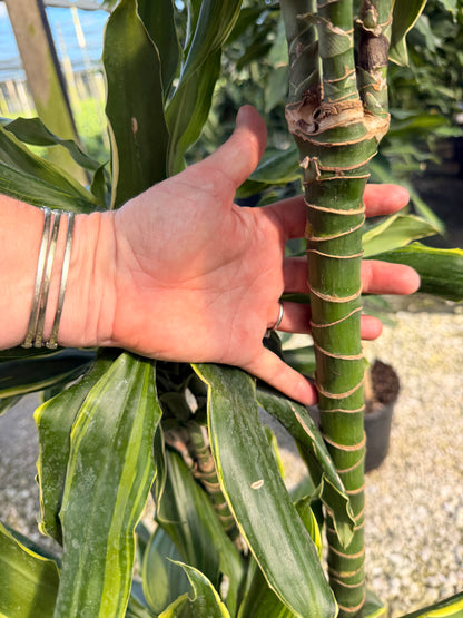 Dracaena Moonlight cane, 10” pot