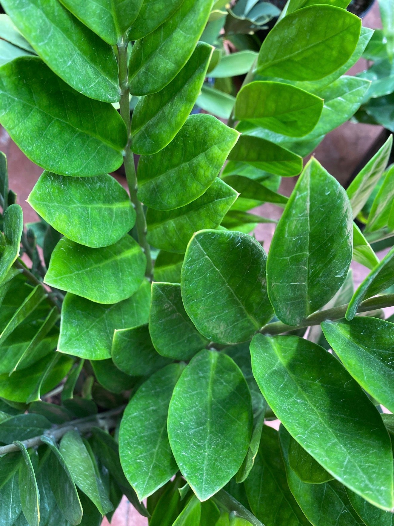 ZZ plant - Zamioculcas zamiifolia, 10” pot