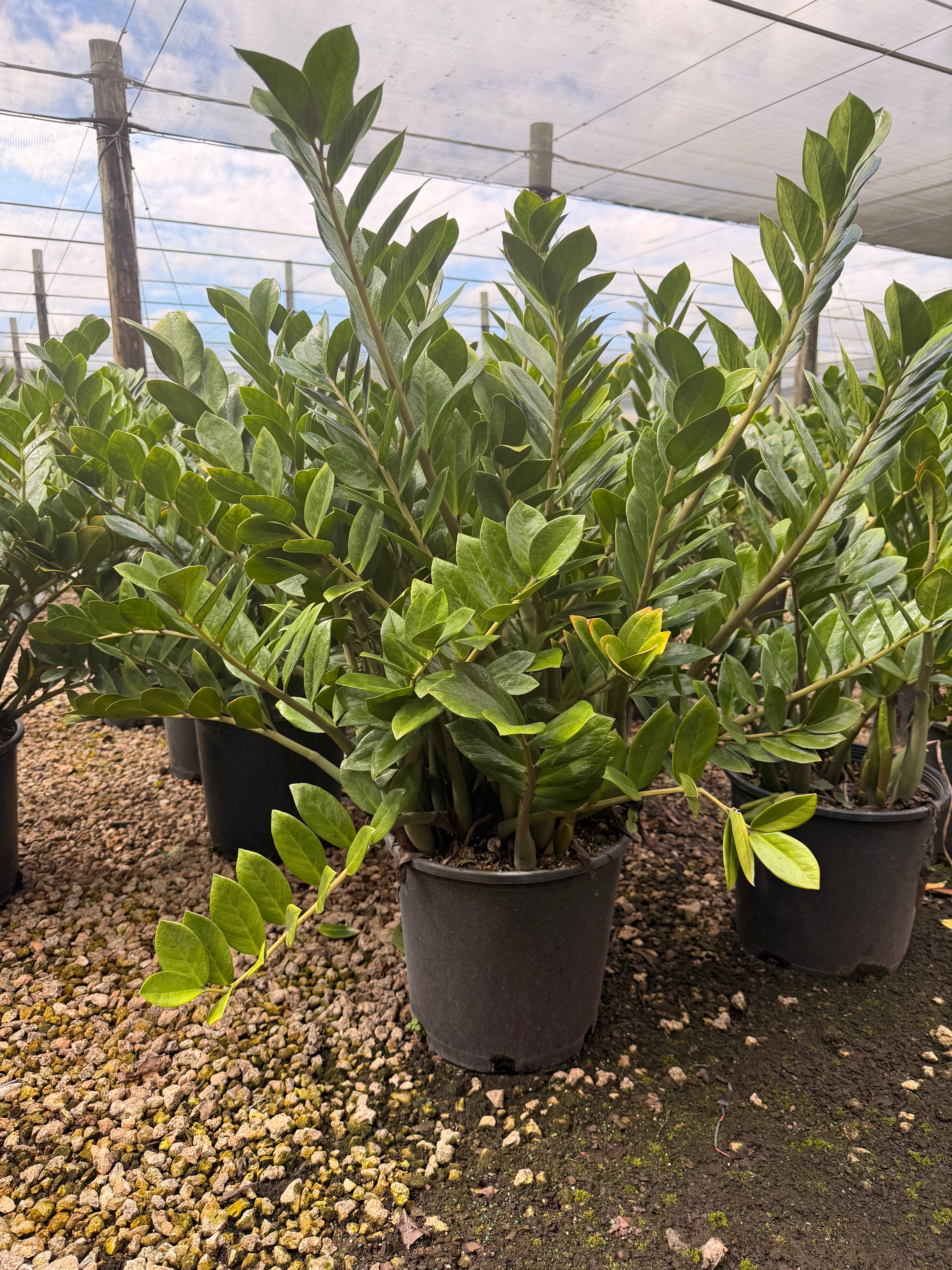 ZZ plant, Zamioculcas Zamiifolia, 14” pot