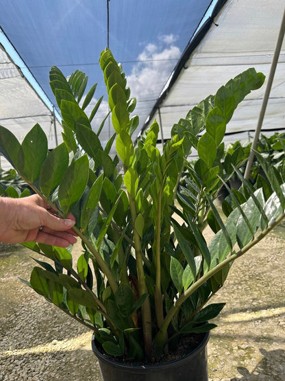 ZZ plant - Zamioculcas zamiifolia, 10” pot
