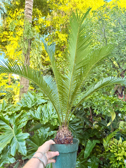 Sago Palm, 6” pot - Large