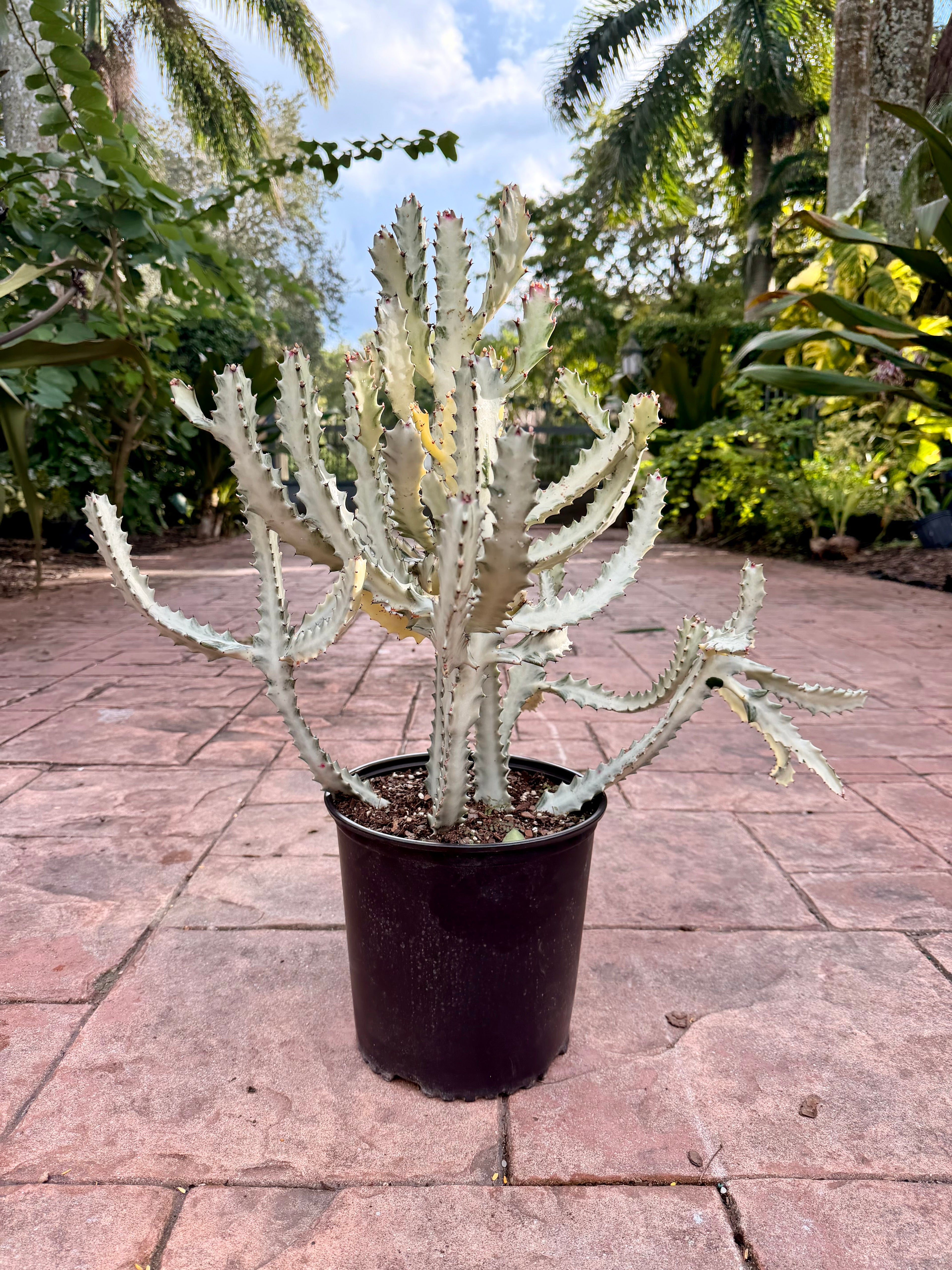 White Ghost Cactus, Euphorbia lactea, 10” pot/3 g pot. Actual plant