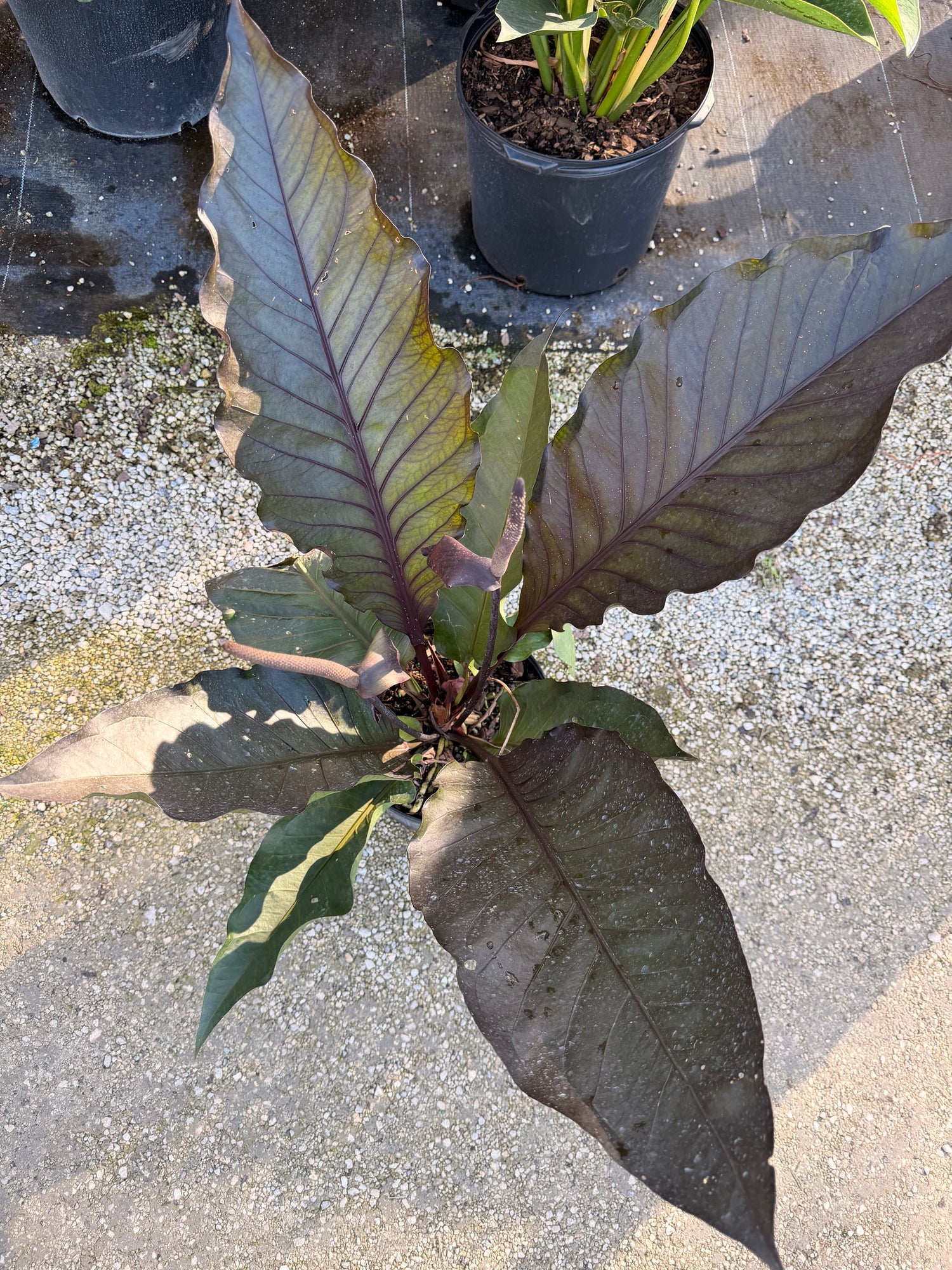 Anthurium Black Dragon, 10” pot. Large. May havesome holes in leaves.