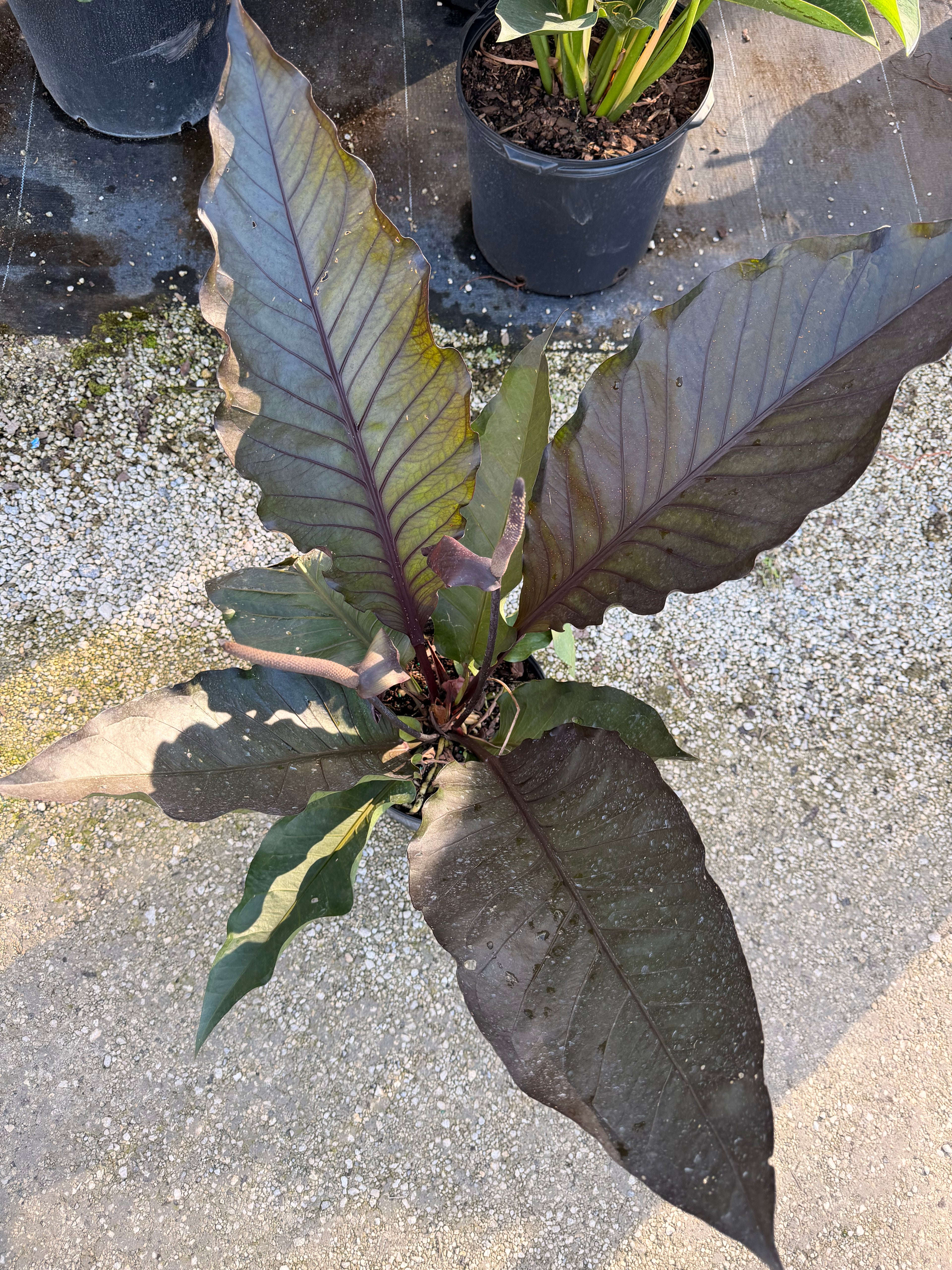 Anthurium Black Dragon, 10” pot. Large. May havesome holes in leaves.