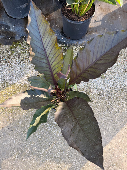 Anthurium Black Dragon, 10” pot. Large. May havesome holes in leaves.