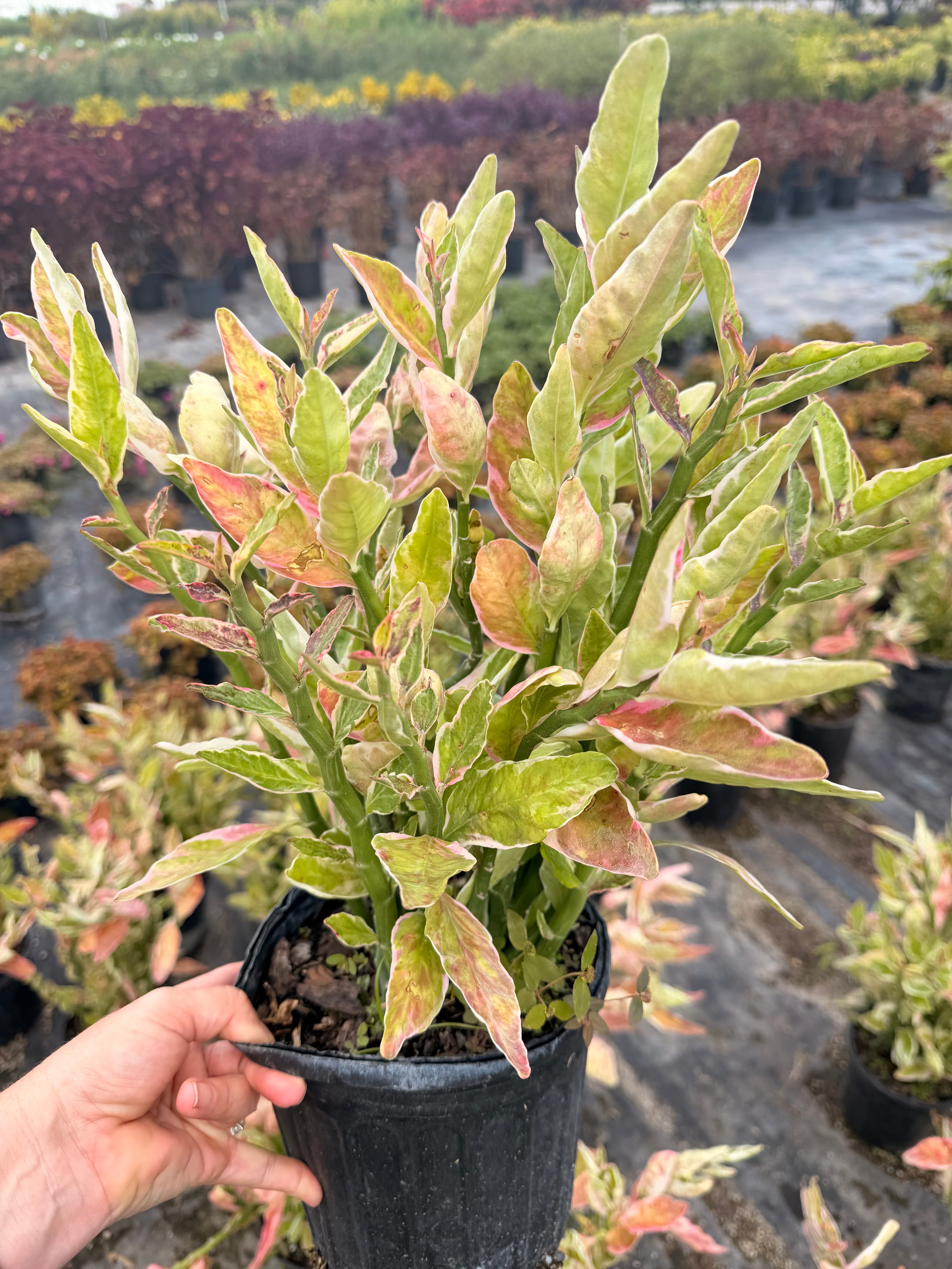 Devils Backbone plant, Zig Zag plant, 1 g/deep 6” pot