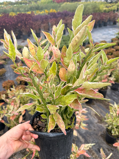 Devils Backbone plant, Zig Zag plant, 1 g/deep 6” pot