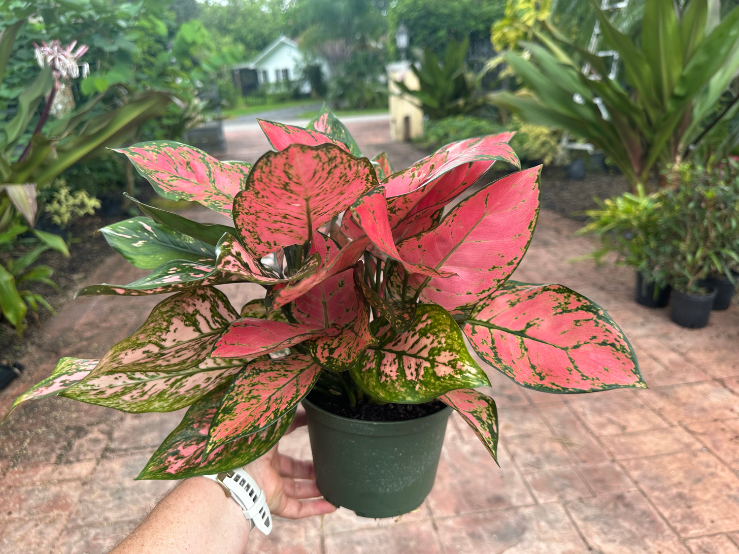 Aglaonema Anayamanee, 6” pot