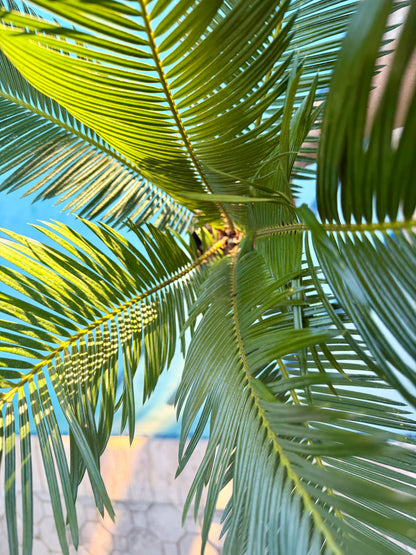 Sago Palm, 6” pot - Large