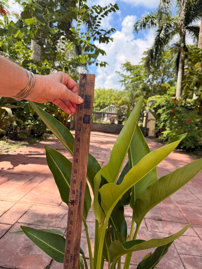 Travelers palm, 10” pot